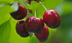 Диетолог Соломатина назвала продукты, которые вызывают усталость