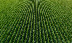 Диетолог Кючук назвала полезные свойства свеклы